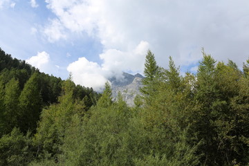 arboles bosques arrollos 