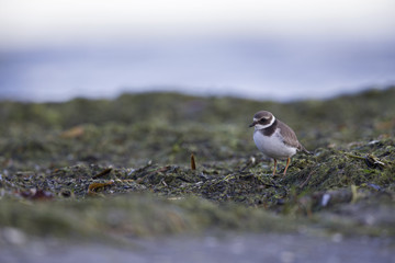 A juvenile common ringed plover (Charadrius hiaticula) resting and foraging during migration on the beach of Usedom Germany.