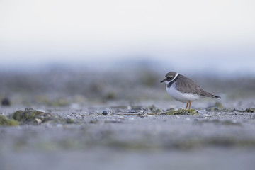 A juvenile common ringed plover (Charadrius hiaticula) resting and foraging during migration on the beach of Usedom Germany.
