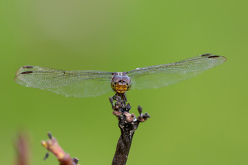 big dragonfly on a branch