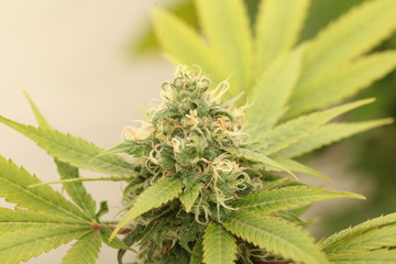 medical marijuana growing cannabis plants