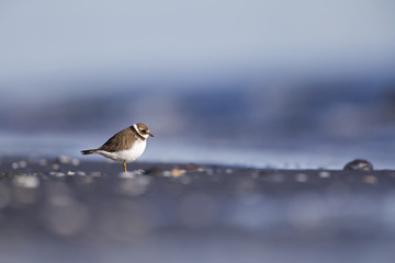 A juvenile common ringed plover (Charadrius hiaticula) resting and foraging during migration on the beach of Usedom Germany.