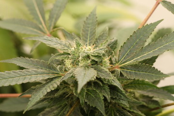 medical marijuana growing cannabis plants