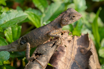 Chameleon on dry leaves