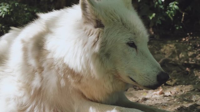 Close up shof of wild white wolf lying on the floor in the sun.
