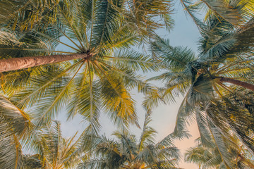 Fototapeta na wymiar Palm trees against blue sky, palm trees at tropical coast, vintage toned and stylized, coconut tree, summer tree, retro