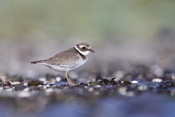 A juvenile common ringed plover (Charadrius hiaticula) resting and foraging during migration on the beach of Usedom Germany.