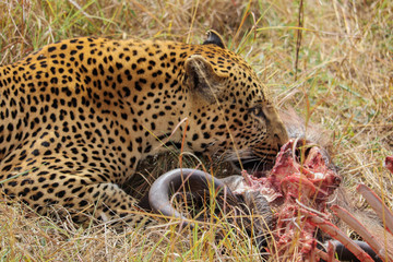 Male Leopard having dinner