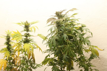 medical marijuana growing cannabis plants