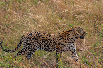 Male Leopard stalking through long grass