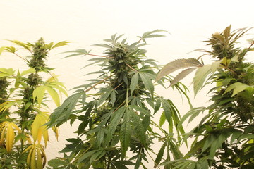 medical marijuana growing cannabis plants