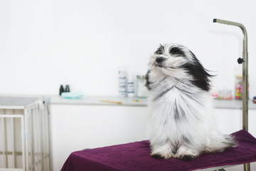 Dog being blown by hairdryer. Happy Tibetan terrier dog under the blow dryer after  a bath ...