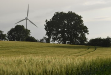 windmill in the field