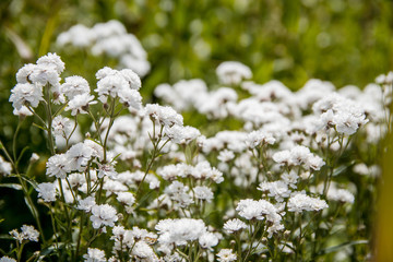 White flowers baby's breath Bush gypsophila - obrazy, fototapety, plakaty