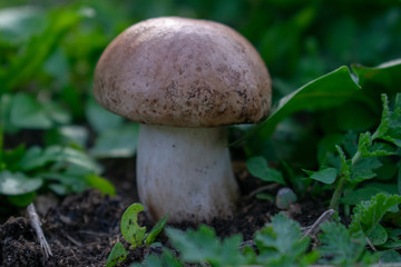 Mushroom Russula phoetens among grass.