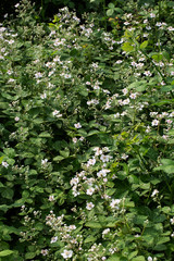 Fototapeta premium Blossoming Blackberry shrub (Rubus sp.)