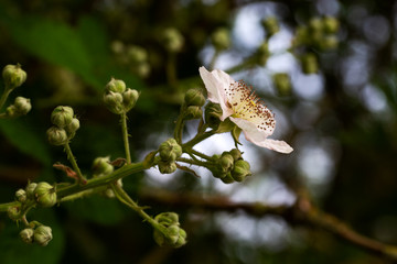 Flower and buds of Blackberry (Rubus sp.)