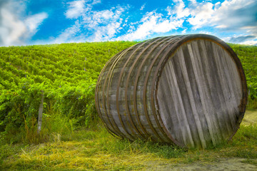 Ripe grapes on the vines in Tuscany, Italy. Picturesque winery farm, vineyard. Sunset warm light. Empty place. place for text. big wooden barrel. barrel.