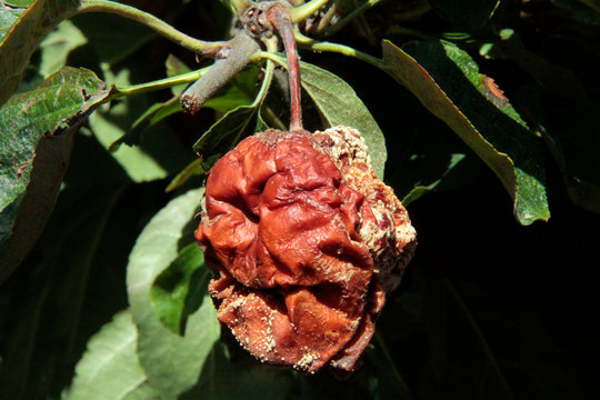 une pomme pourrie