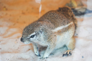 Cape Ground squirrel in their natural habitat at the zoo