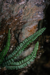 small fern plant