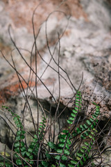 fern plant