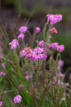 Cross-leaved heath (Erica tetralix), flowers