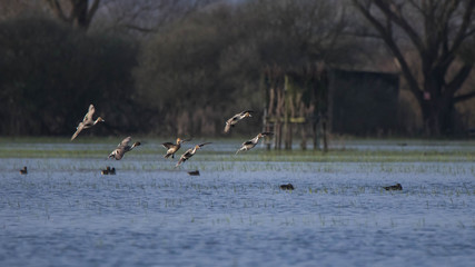 Canard Pilet