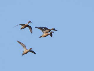 Canard Pilet