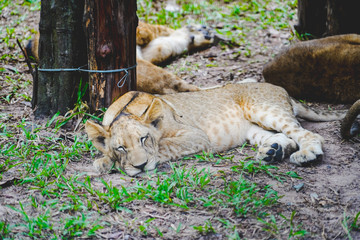 Young lion sleeping alone at the zoo in Vietnam