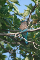 Oiseau sauvage