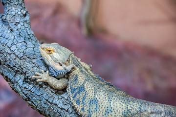 agama desert, background, closeup, bearded, scale wood beige dragon zoology