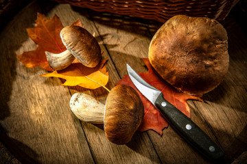Autumn time and fresh mushrooms with free space for your decoration. 