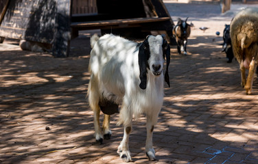 Black and white spotted beautiful goat on green summer meadow outside small family farm. oncept of agriculture and milk production.
