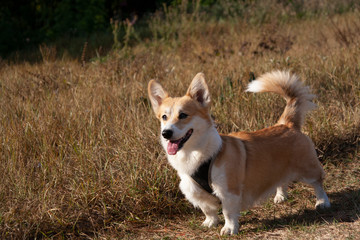 One Welsh Corgi dog stands outdoors on a automn day in the park
