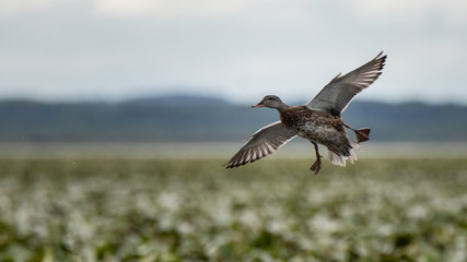 Canard Chipeau