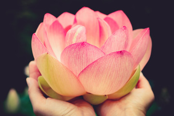 Lotusblüte in der Hand