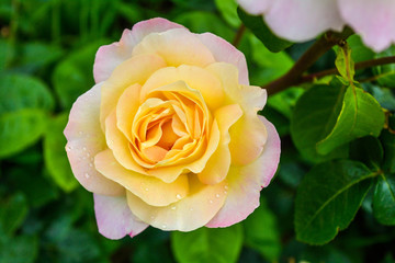 Pink and yellow rose flower. Close-up photo of garden flower with shallow depth of field