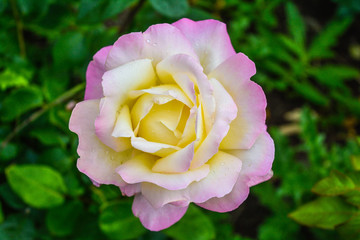 Pink and yellow rose flower. Close-up photo of garden flower with shallow depth of field