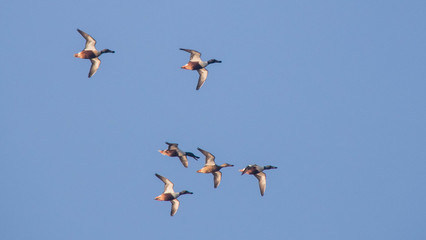 Canard Souchet