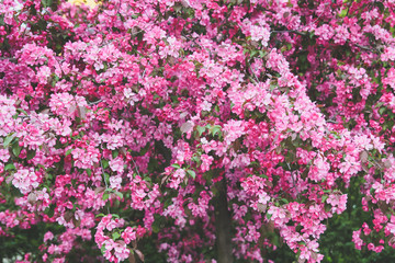Obraz na płótnie Canvas flowering tree with pink flowers