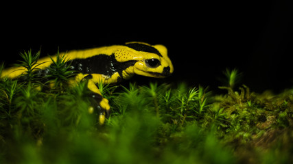 Salamandre Tachetée