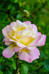 Pink and yellow rose flower. Close-up photo of garden flower with shallow depth of field