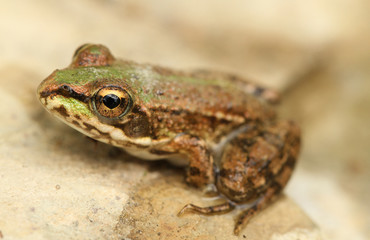 Wasserfrosch