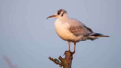 Mouette Rieuse