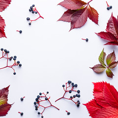 Autumn composition with wild grape and leaves on light grey background. Fall, thanksgiving concept, copy space