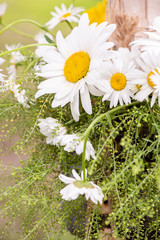 Obraz premium Large beautiful daisies in a festive bouquet close-up