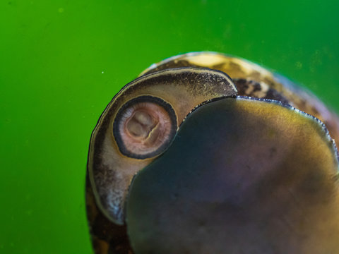 Nerite moving at Aquarium glass wall