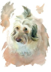 Watercolor painting. A small shaggy dog on a white background. - 293357329