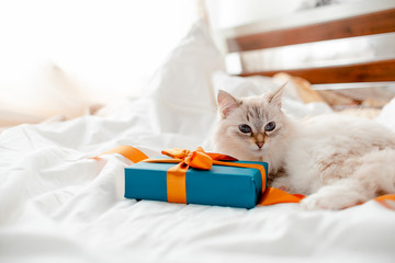 Fluffy kitten with presents, bows and ribbons. Top horizontal view. Christmas and New year concept...